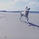 Indy avatar