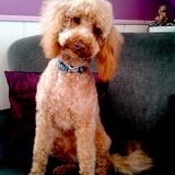 Shoopy avatar