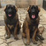 Jino et Jango avatar