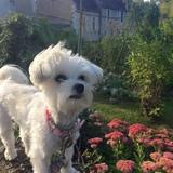 Belle Fleur avatar