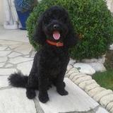 Taïga avatar