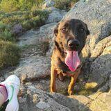 Nala avatar