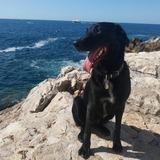 Onyx avatar