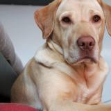 Nala avatar