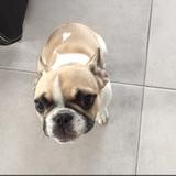 Laïka avatar