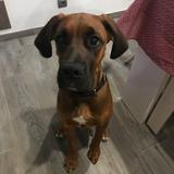 Pongo avatar