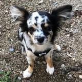 Oreo avatar