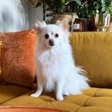 Zola avatar