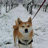 Ostachi avatar