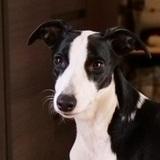 Phoebe  avatar