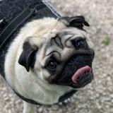 Poppy avatar