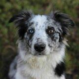 Molly avatar