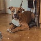 Tyson  avatar
