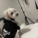 Rocky avatar