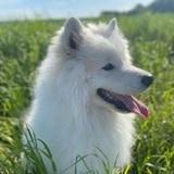 Reyko avatar
