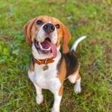 Scamp  avatar