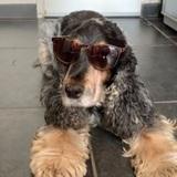 Dog  avatar