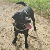 Blacky avatar