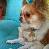 Scotty avatar