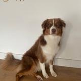 Nala avatar