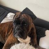 Tyson avatar