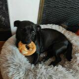Poochy avatar