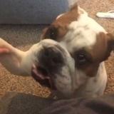 Raviolie (bouldogue anglais) avatar