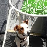 Cooki avatar