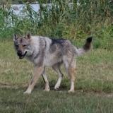 Lycan avatar