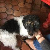 Pollux avatar