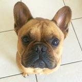 Joey avatar