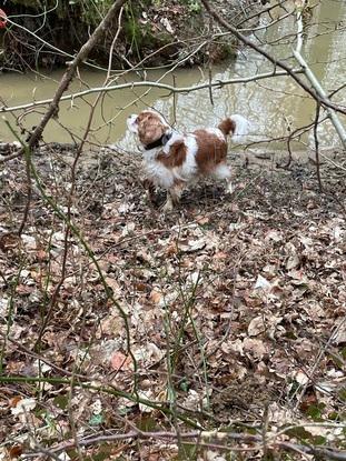Promenade dans les bois
