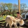 Aurore: Doglover 