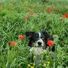 Aurore Maeva: Promenade de chiens pour particuliers