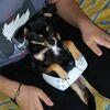 Fanny: Dog sitter