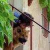 Raphaël : Pour l'amour des chiens 