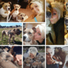Vanessa: Pet-sitter, promenades à pied et/ou à VTT pour les besoins de votre chien - Licence/Permis chien de catégorie en ma possession