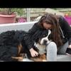 Nolwenn : Dog sitter dans le 60 ou 95