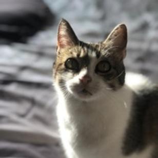 Lou-Anne avatar