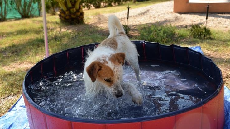 Pipou adore sa piscine