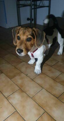 Croisé Beagle / Raoul