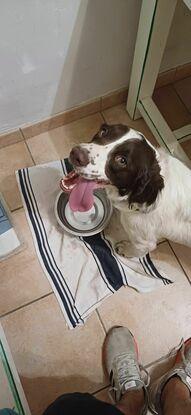 Talia- Springer - 8 mois