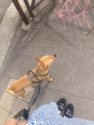 Fox promenade de chien