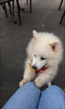 Chien en petsitting