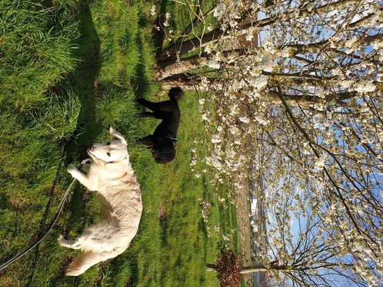 Dogsitting Bankaï (balade dans les champs)