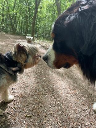 Avec un copain yorkshire