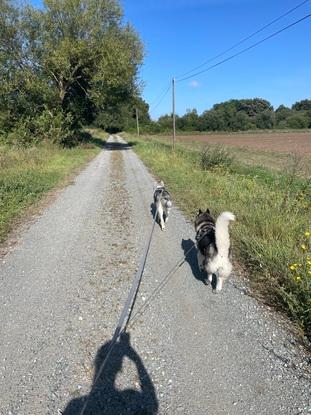 En balade avec 2 husky