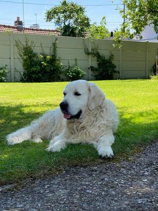 Mon chien Moon