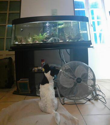 Ma chienne qui admire les poissons 😂