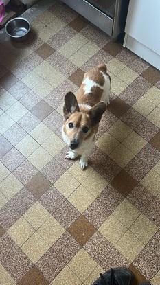 Simba, X Jack Russel de 14 ans